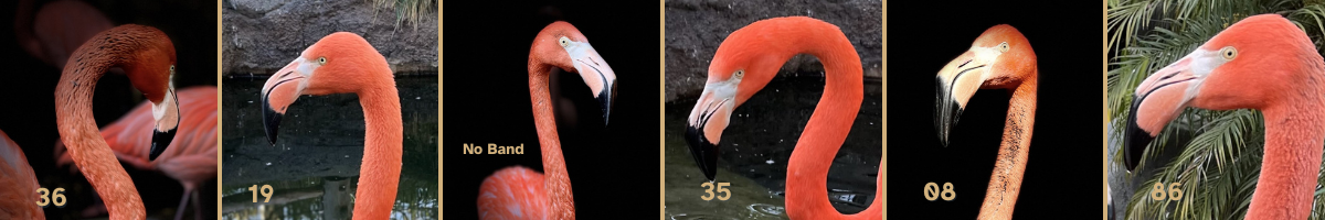 A collage of photographs of Flamingos at the Palo Alto Junior Museum & Zoo. From left to right: #36, #19, No Band, #35, #08, #86.