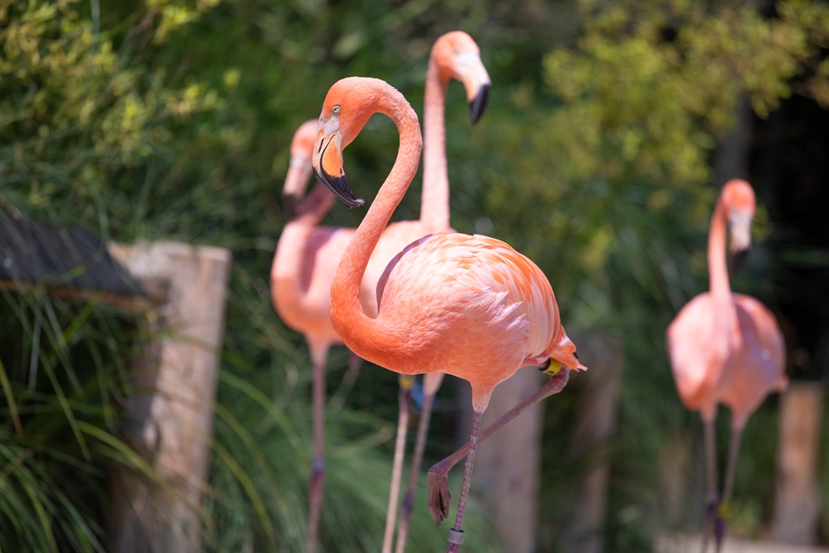 American Flamingo - Palo Alto Junior Museum & Zoo