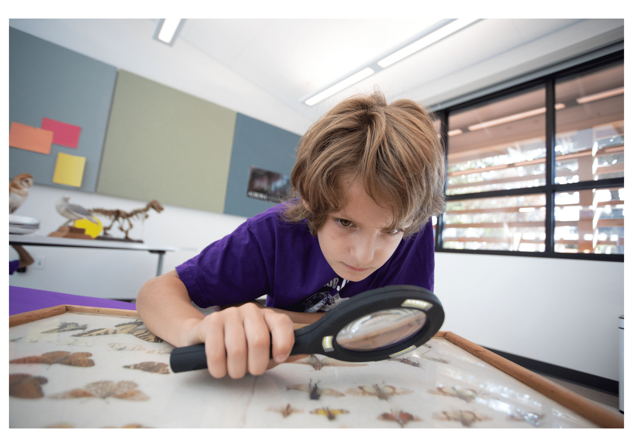 Child uses magnifying glass to inspect insect samples