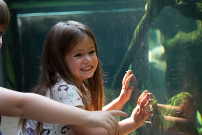 Girl looks at the Zoo's aquarium 