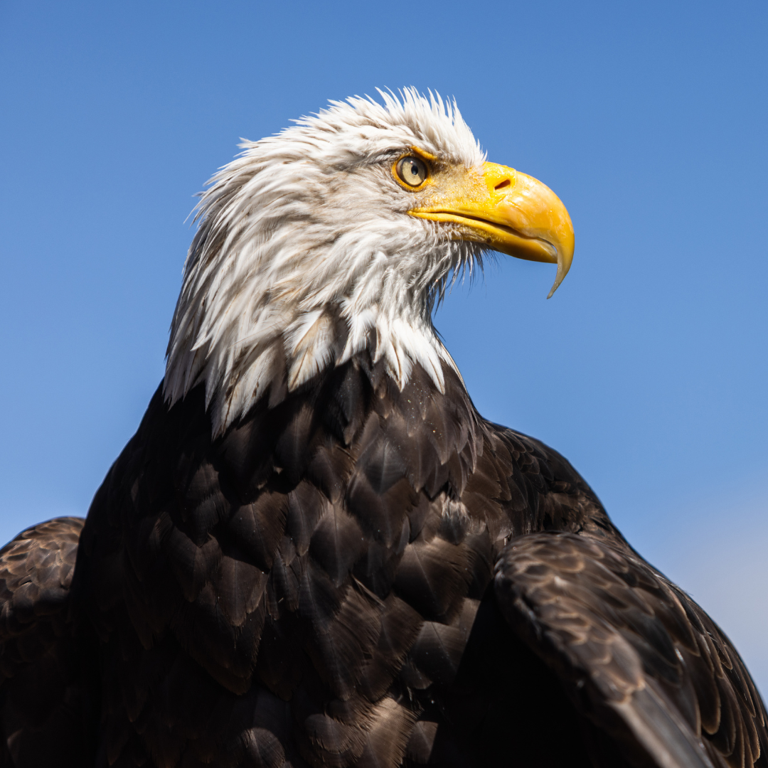 Bald Eagle WYSWIG.png