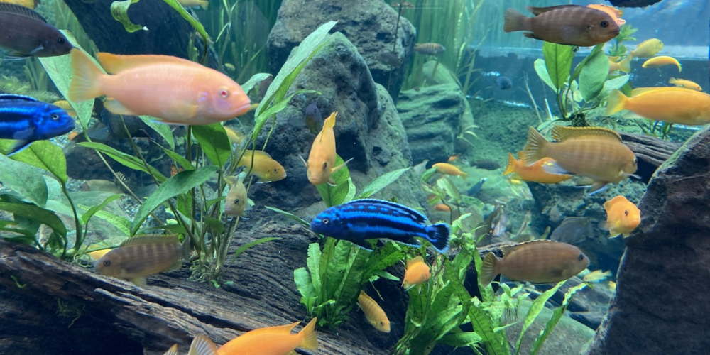 Dozens of fish in a large aquarium 