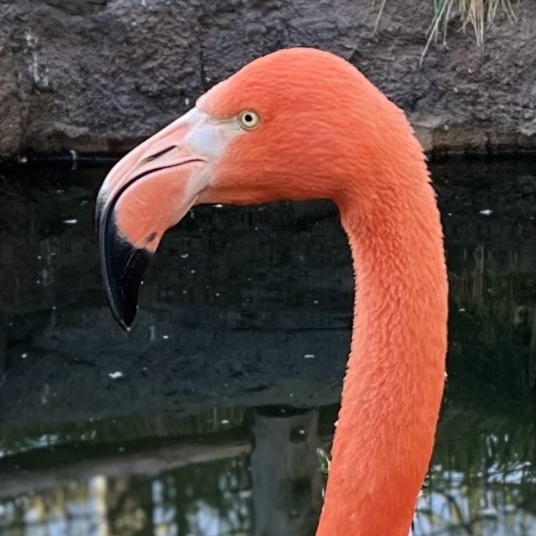 Portrait of Flamingo 19