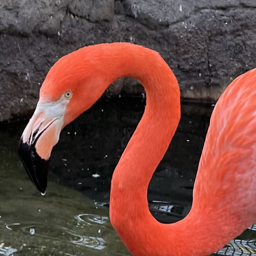 Portrait of Flamingo 35