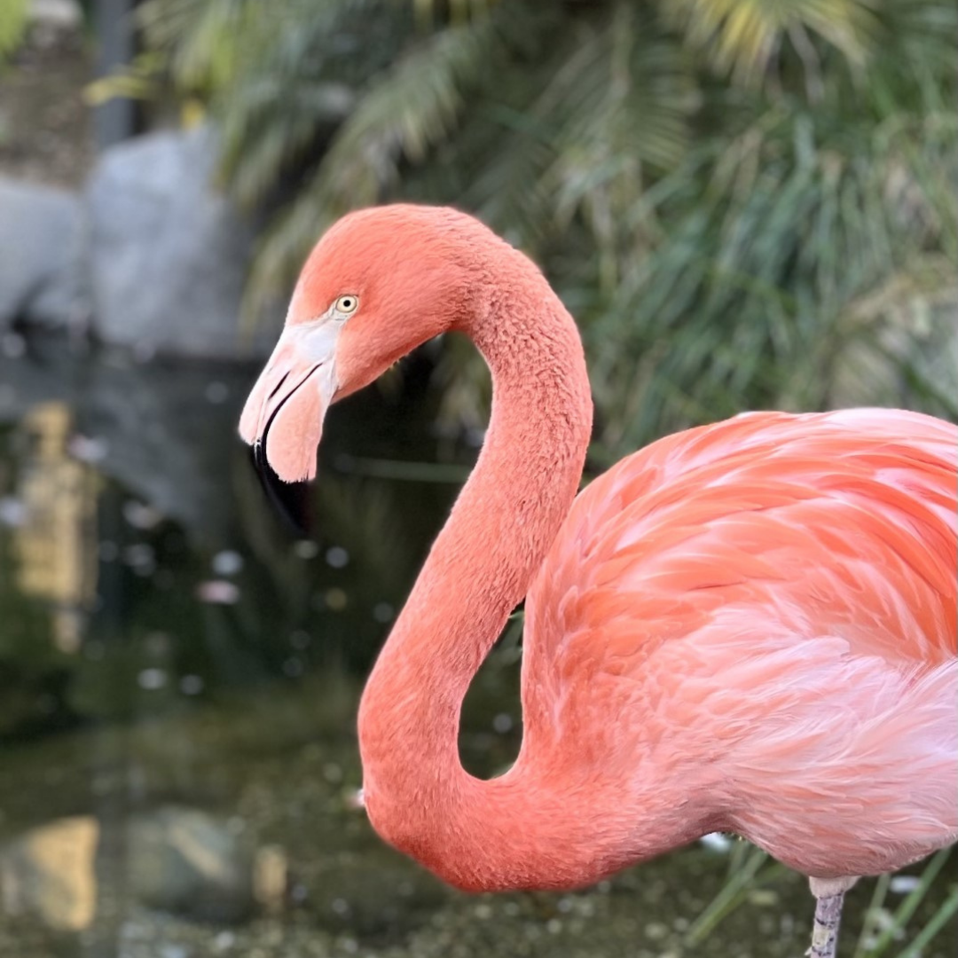 Portrait of Flamingo 86