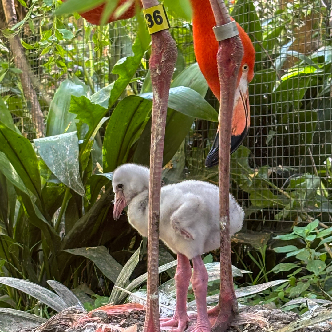 Flamingo chick and mom.png