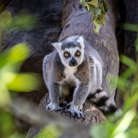 Photo of a Lemur