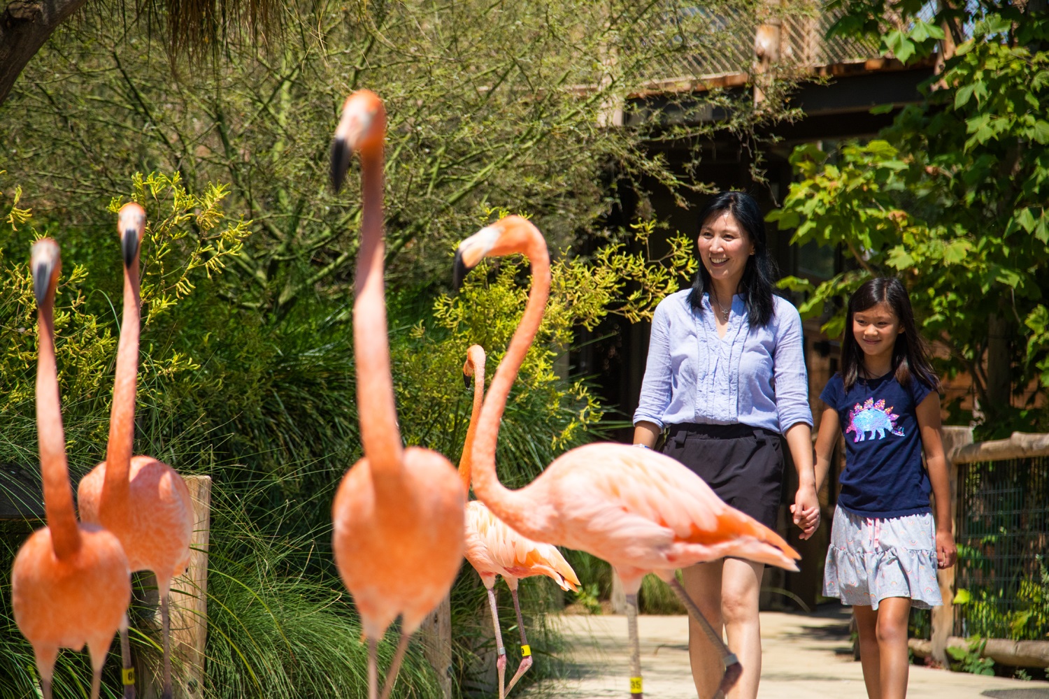 A mom and daughter hold hands and follow a flamboyance of flamingos through the zoo