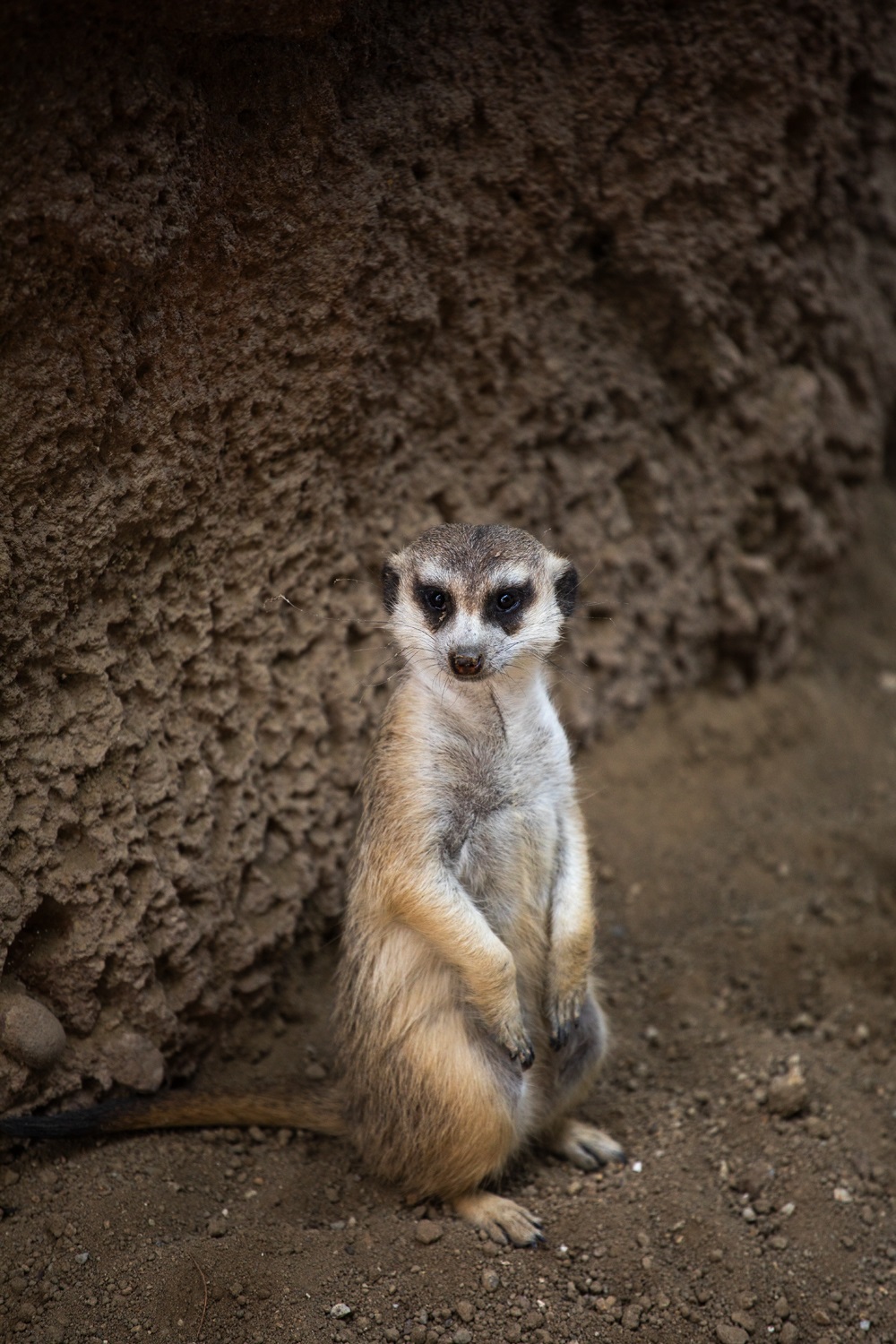 A meerkat stands looking away from the camera