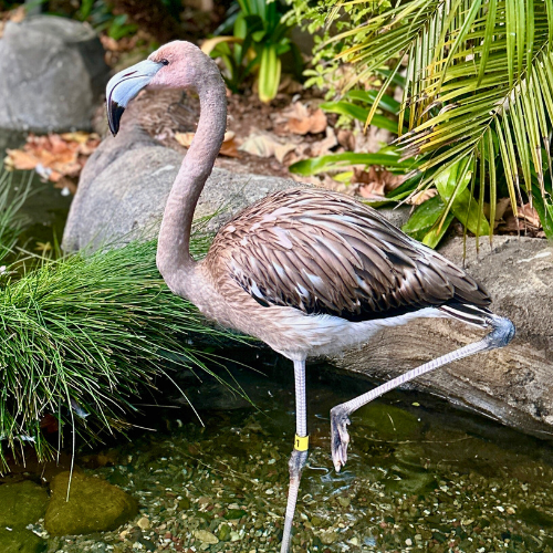 Rio, the flamingo standing on one leg.png