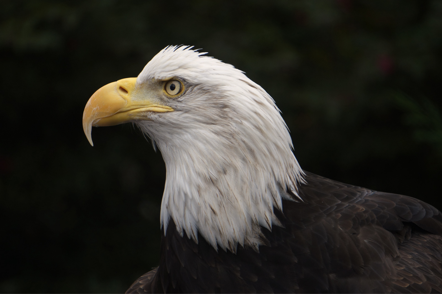 WYSWIG - Sequoia.png