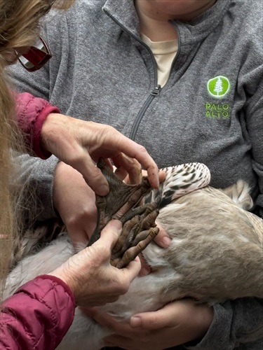 Close up of staff examining webbed foot of baby flamingo.