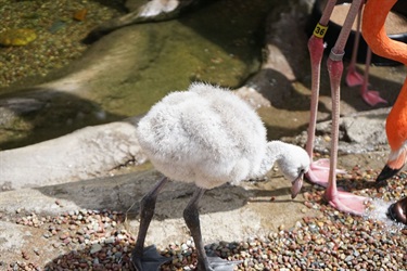Flamingo chick next to pool.