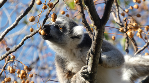 Lemur in Madagascar on branch