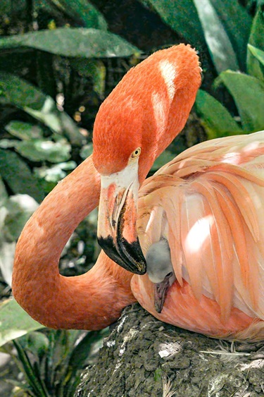 Adult flamingo bends its neck around a small chick nestled beneath its pale pink feathers.