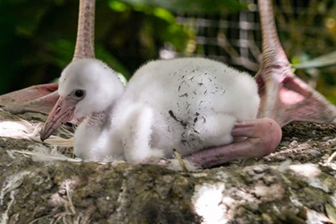 Flamingo chick lies low in the nest between an adult flamingo’s long pink legs