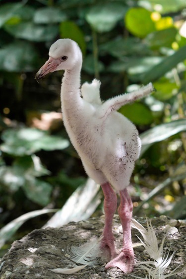 Flamingo chick stands upright and stretches small wings.
