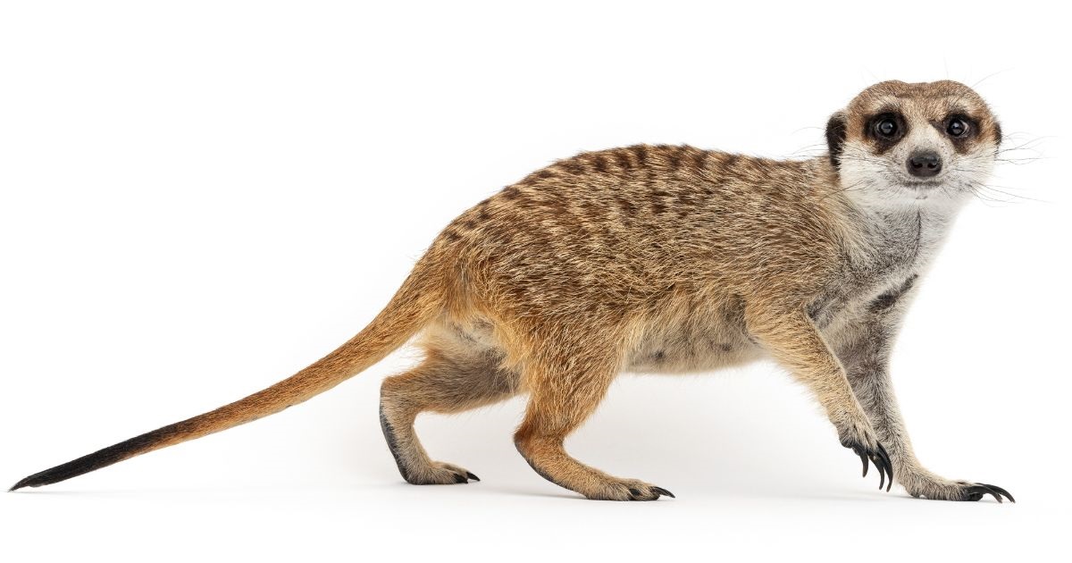 A full-body side view of a female meerkat walking, captured against a plain white background, with her tail extended and eyes looking forward.