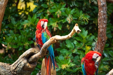 Green-winged macaws
