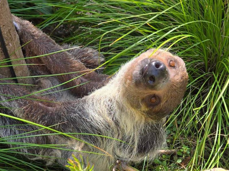 Luna, the Sloth, looking at camera while hanging to branch